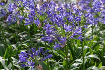 Floración de Agapanthus africanus