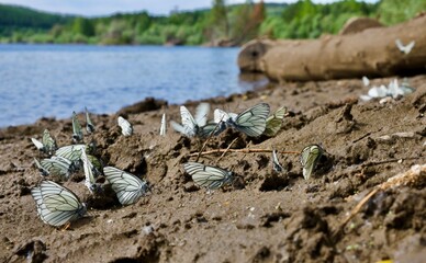 Aporia crataegi is a species of lepidopteran insect in the Pieridae family