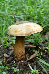 closeup the white brown jungle mushroom soil heap and growing in the forest soft focus natural green brown background.
