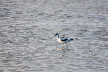 Water bird pied avocet, Recurvirostra avosetta, feeding in the lake. The pied avocet is a large black and white wader with long, upturned beak