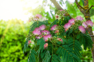 pink flowers and immature fruit. Flowering Albizia julibrissin, Persian silk tree or pink silk tree...
