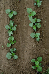 closeup the bunch green ladyfinger plants with leaves growing in the farm soft focus natural green brown background.