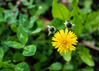 pissanlite, visage subtile