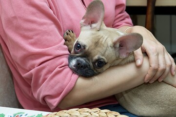 A small purebred beige French bulldog dog with beautiful black nose and rose years slipping on the hands of the master wears on rose pyjamas at cozy home and dreaming sweet dreams