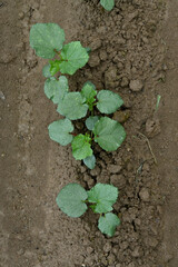 closeup the bunch green ladyfinger plants with leaves growing in the farm soft focus natural green brown background.