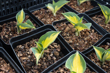 Garden center. Gardening, shop. Ornamental shrub, hosta