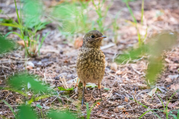 The common redstart, Phoenicurus phoenicurus, young bird, is sitting on a ground against a blurred background.