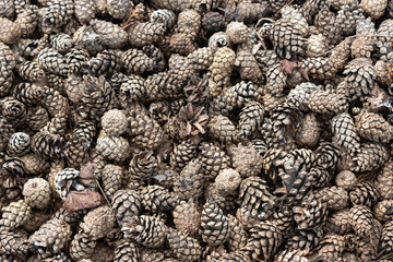 Garden center. Gardening, shop. A pine sapling, cones