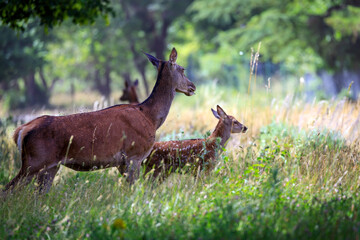 Mum doe with her fawn in the forest