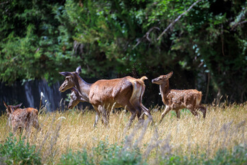 Group of doe with cubs in the forest.
