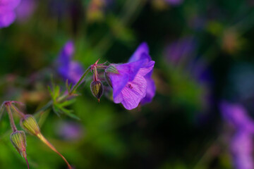 Fototapeta na wymiar close-up purple flower bloom in the garden
