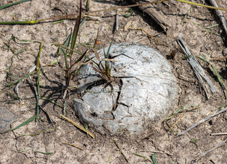 A plant growing out of the coconut in dry soil