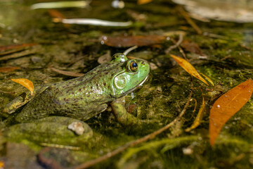 Frog in the pond