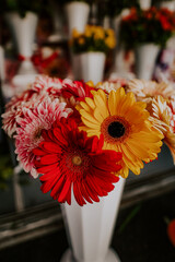 orange gerbera flowers