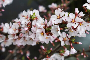 Garden center. Gardening, shop. Fruit tree, cherry blossom. Bokeh.