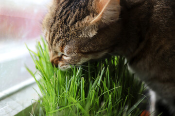 Growing microgreens for your pet at home. Tabby cat eating fresh wheatgrass. Photo with selective focus - Powered by Adobe