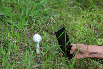 A person taking picture of the parasol mushroom in the green grass in summer day. Photo with...