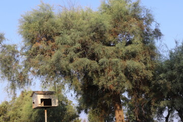 Crown of a tall tree in a city park