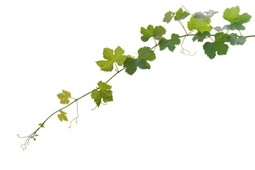 Grape leaves vine plant hanging branch grapevine with tendrils isolated on white background,...