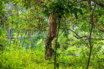 photo of dry tree and green leaves in tropical forest