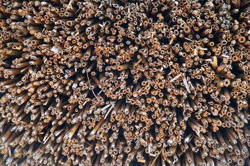 Texture, background. Butt, cut of reed. Close-up.