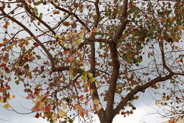 Crown of a tall tree in a city park
