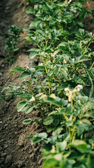 Young potato plants growing from ground on a background of vegetable garden