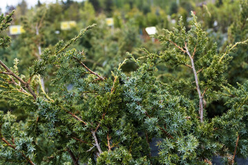Garden center. Gardening, shop. ornamental shrub, juniper, bokeh