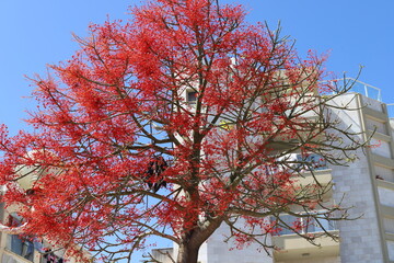 Crown of a tall tree in a city park