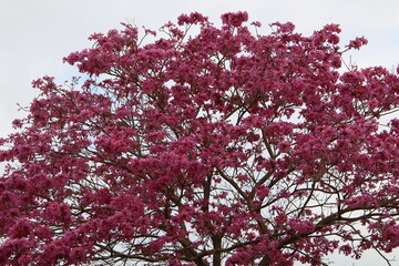 Crown of a tall tree in a city park