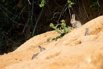 Wild rabbits, (Oryctolagus cuniculus), at the entrance of their burrow.