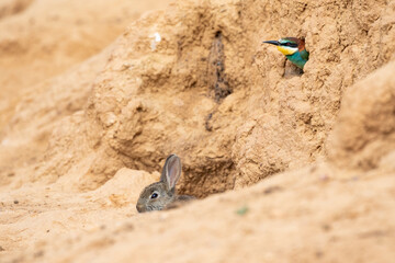 Small wild rabbit, oryctolagus cuniculus, living with a European bee-eater, Merops apiaster.
