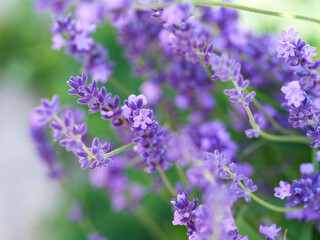 A closeup shot of beautiful Lavender flowers
