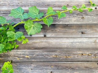 green ivy leaves on wooden background