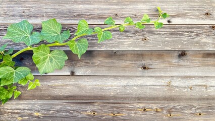 ivy on the wall , ivy leaves on wood 