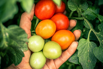 Farmer hand holds and shows growing process of green orange red tomatoes stages in garden.