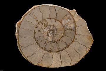cross section of carbonated ammonite fossil