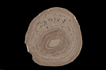 cross section of an accretionary lapilli stone