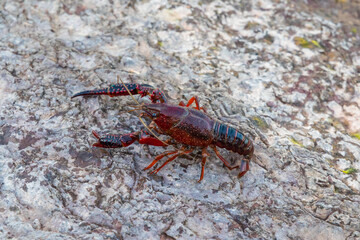 Ecrevisse de Louisiane (Procambarus Clarkii) au bord du Lac du Salagou