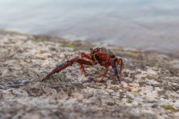 Ecrevisse de Louisiane (Procambarus Clarkii) au bord du Lac du Salagou