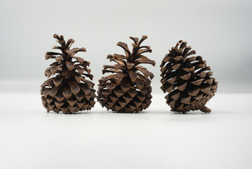 three dry pine cone on white background