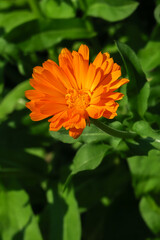 Calendula medicinal plant grows in a garden bed