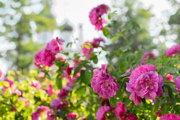 Bright large juicy scarlet roses in a summer sunny garden among green foliage