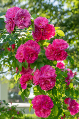 Fototapeta premium Bright large juicy scarlet roses in a summer sunny garden among green foliage