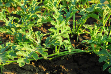 young watermelons grow in the garden at the watermelon farm