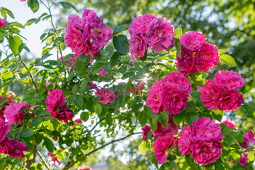 Bright large juicy scarlet roses in a summer sunny garden among green foliage