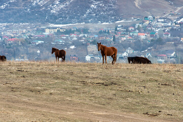 herd of horses