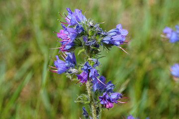 Close up flowering viper's bugloss, blueweed (Echium vulgare) of the borage family Boraginaceae. Blurred tall grass on the background. July, Netherlands.