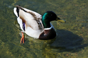 A close up of a Mallard Duck