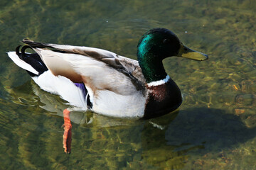 A close up of a Mallard Duck